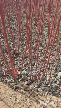 高度100厘米红瑞木