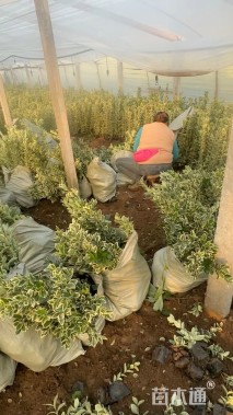 高度40厘米金边黄杨