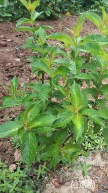 高度40厘米红王子锦带