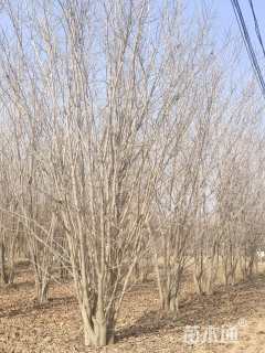 高度600厘米丛生紫荆