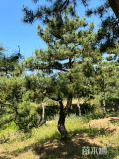 20公分造型黑松