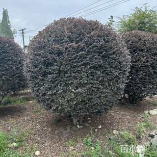 冠幅250厘米红花继木球