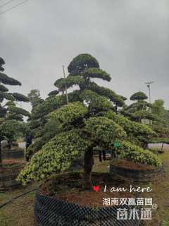 移栽苗造型罗汉松