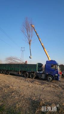 15公分美国红枫