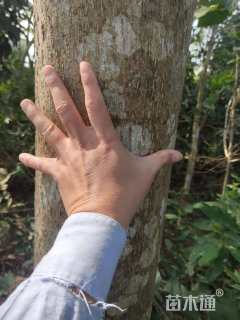 20公分小叶榄仁