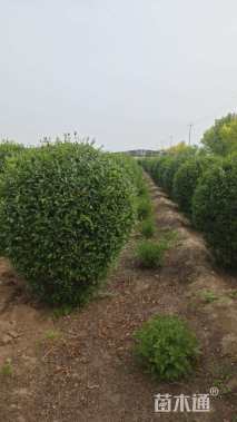 高度120厘米水蜡球