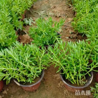 高度20厘米佛甲草