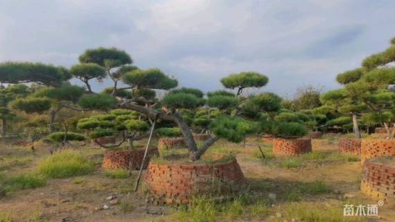 13公分造型油松