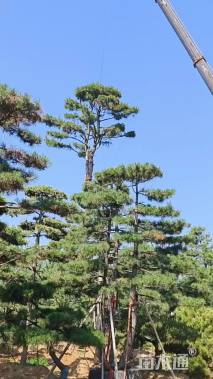 高度300厘米黑松