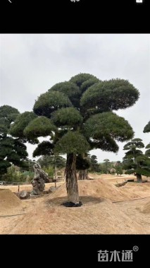 30公分日本黑松