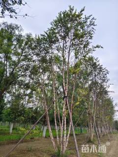 高度500厘米丛生白桦