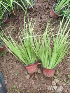 高度30厘米黄菖蒲