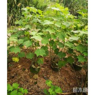 高度80厘米木芙蓉