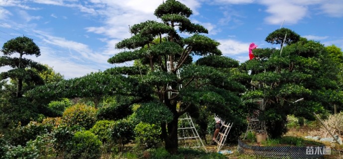 25公分造型罗汉松