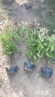 高度60厘米红叶石楠