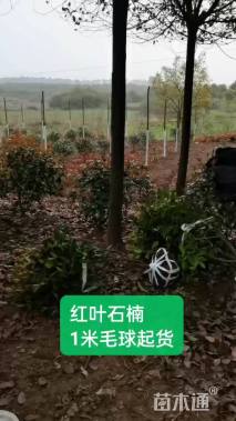 冠幅100厘米红叶石楠球