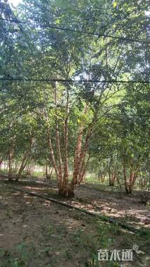 高度800厘米丛生河桦