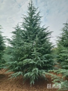 高度500厘米雪松