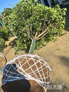 10公分红叶石楠