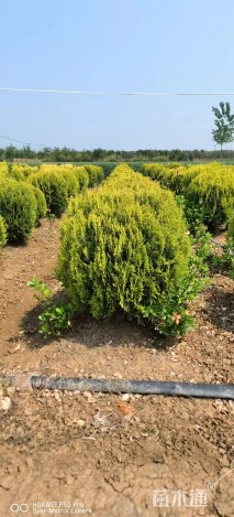 冠幅60厘米洒金柏球