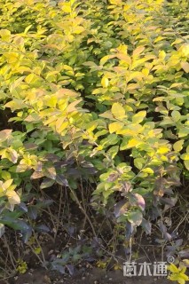 高度40厘米金叶女贞