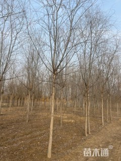 10公分西湖垂柳