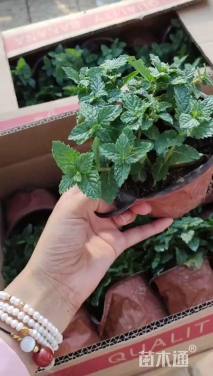 高度20厘米薄荷