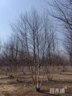 高度500厘米丛生河桦