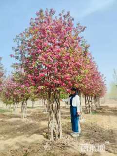 40公分海棠