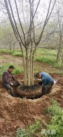 高度600厘米丛生元宝枫