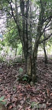 高度600厘米丛生桂花