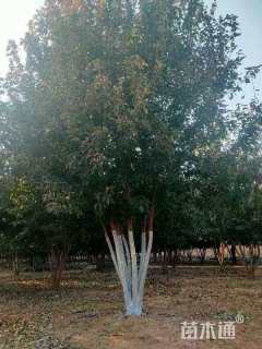 高度500厘米丛生三角枫