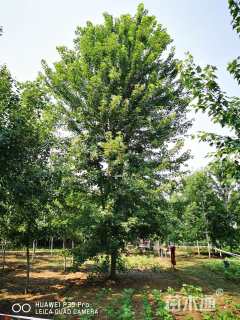 23公分美国红枫