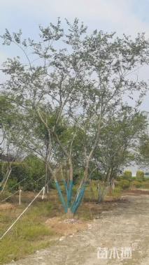 8公分(5杆)丛生朴树