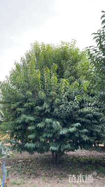 高度600厘米丛生大叶女贞