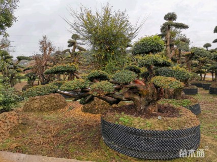 移栽苗造型榆树