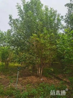 高度700厘米丛生白蜡