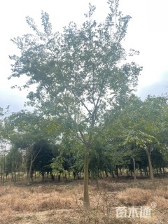 16公分朴树