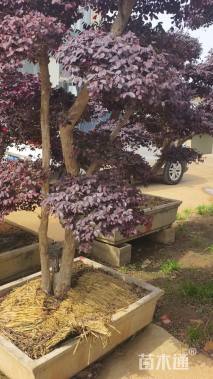 高度200厘米红花继木