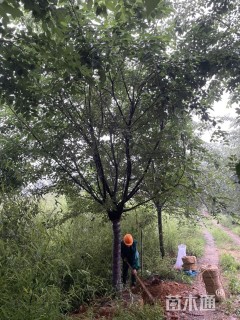 18公分高杆樱花