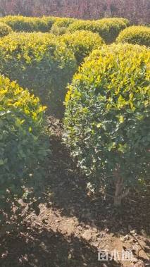 冠幅100厘米金叶榆球