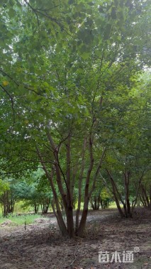 50公分(5杆)丛生乌桕