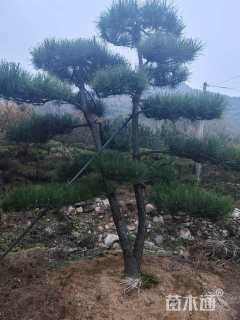 16公分造型黑松