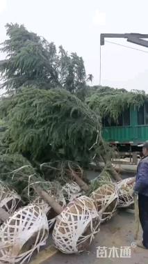 高度300厘米雪松