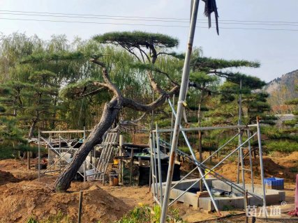 25公分造型黑松