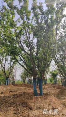 148公分(8杆)丛生朴树