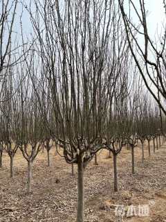 12公分西府海棠