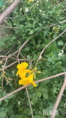 15公分黄花风铃木