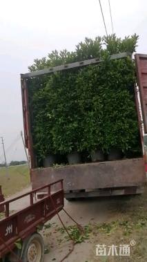 高度1800厘米非洲茉莉