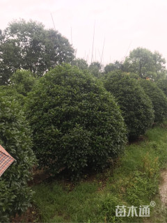 高度300厘米丛生桂花